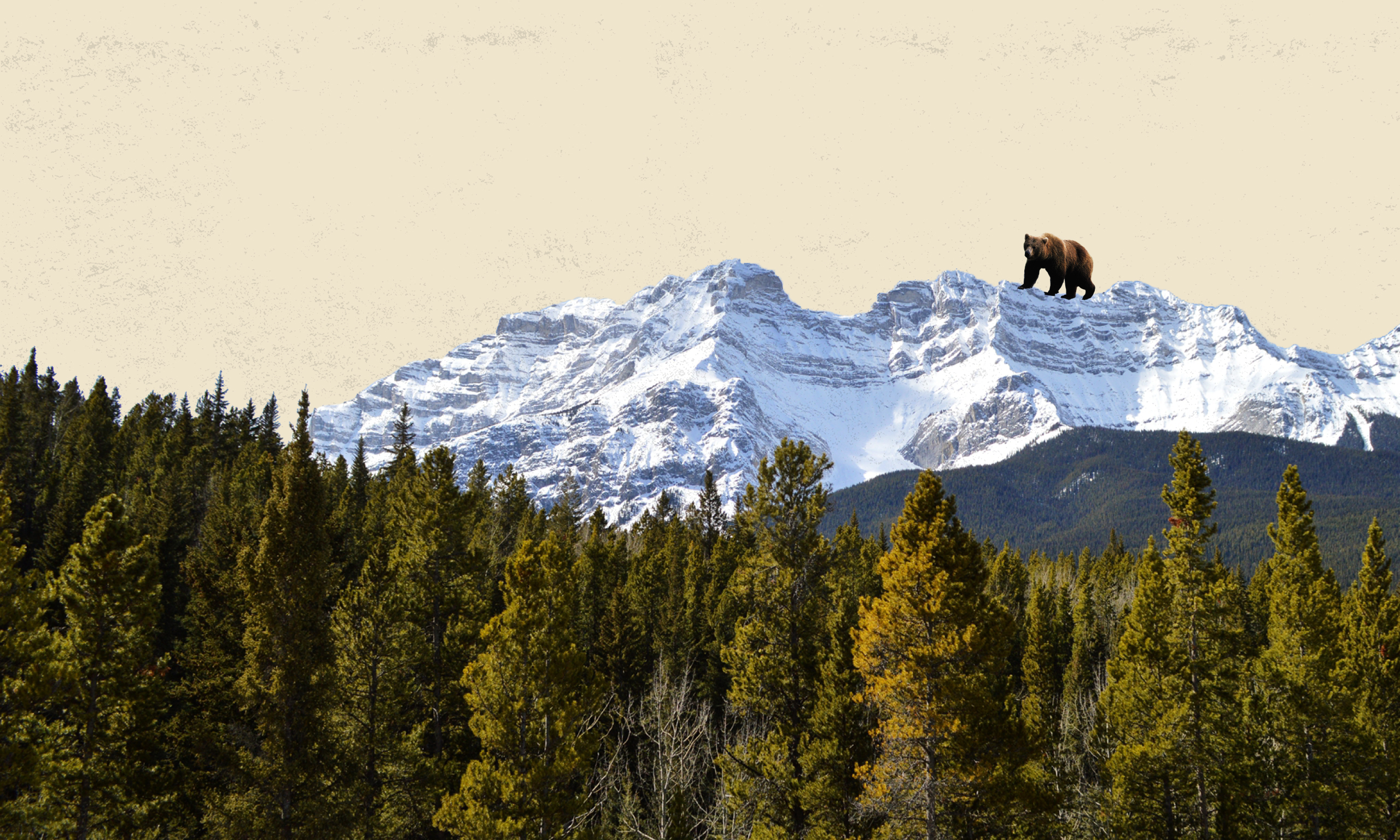 grizzly